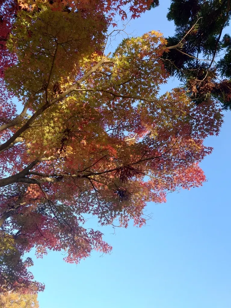 岩手から秋田 ①🍁平泉、紅葉の毛越寺の画像_10