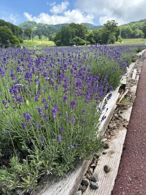 白シャツとデニムでラベンダー畑へ♪の画像_4