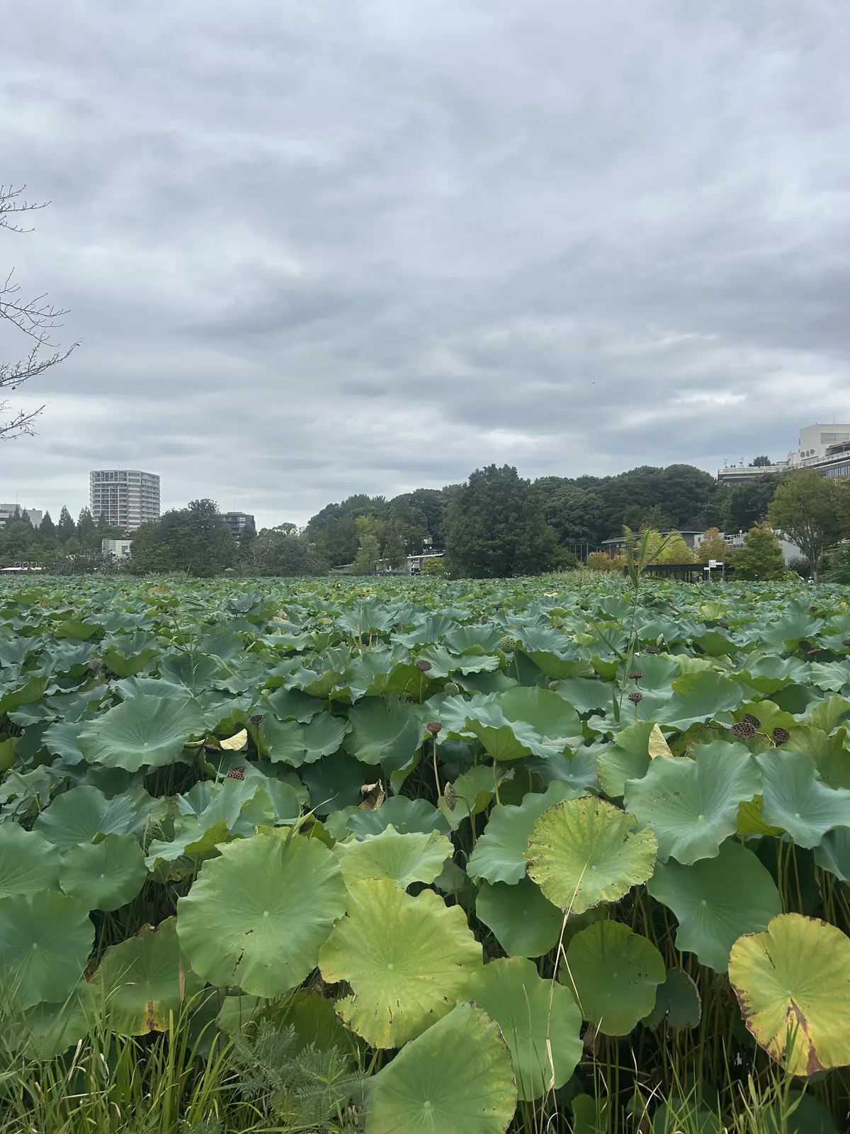 池之端　不忍池　蓮の葉