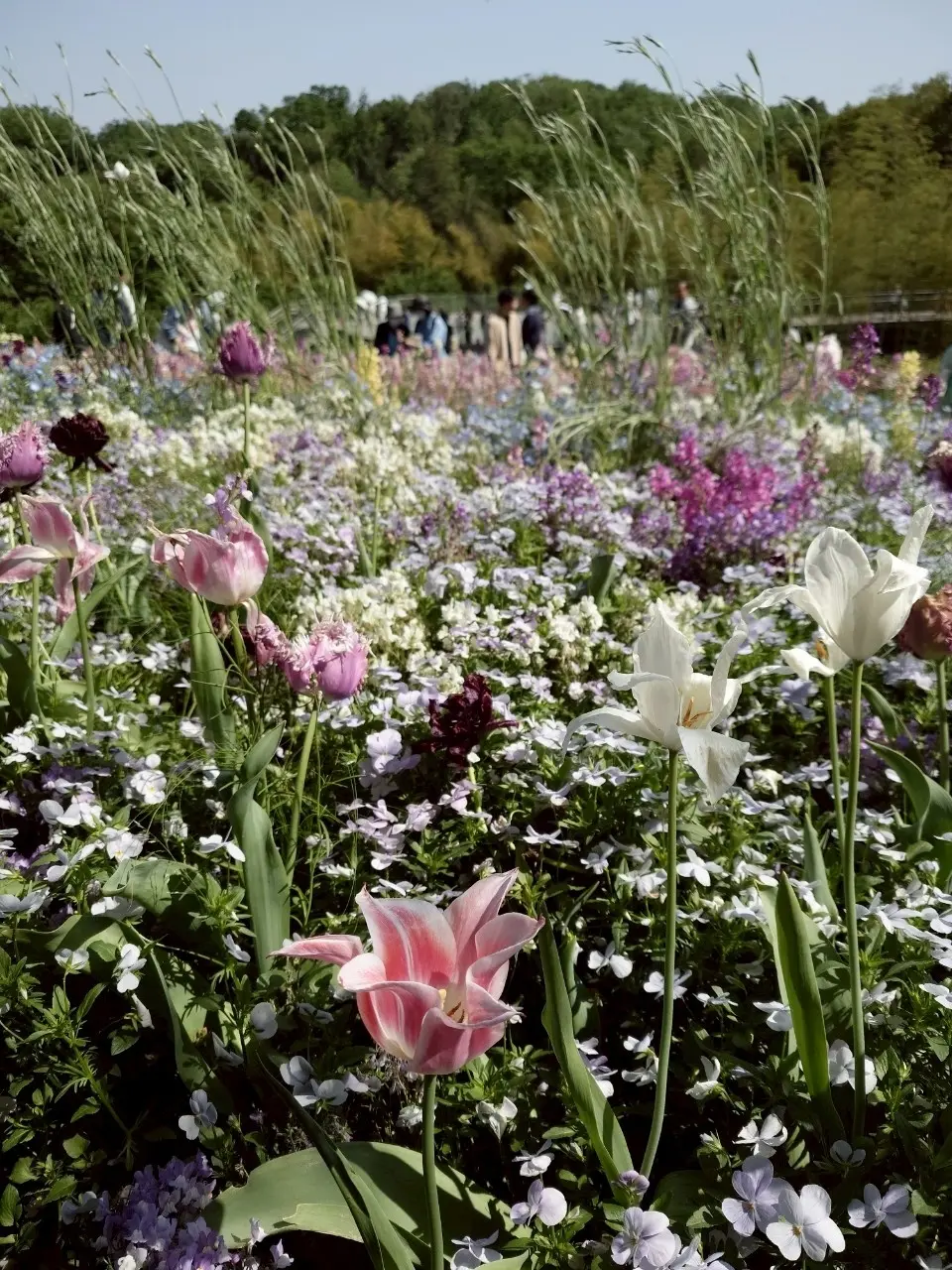 里山ガーデンフェスタ