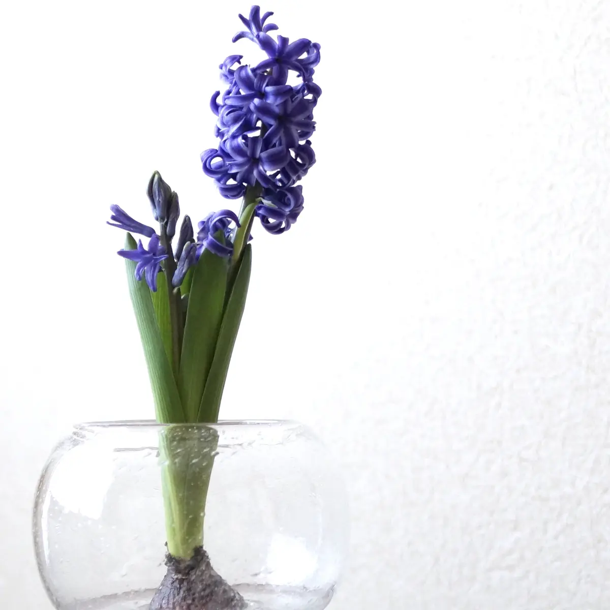 春近し、花満開のヒヤシンス。の画像_2