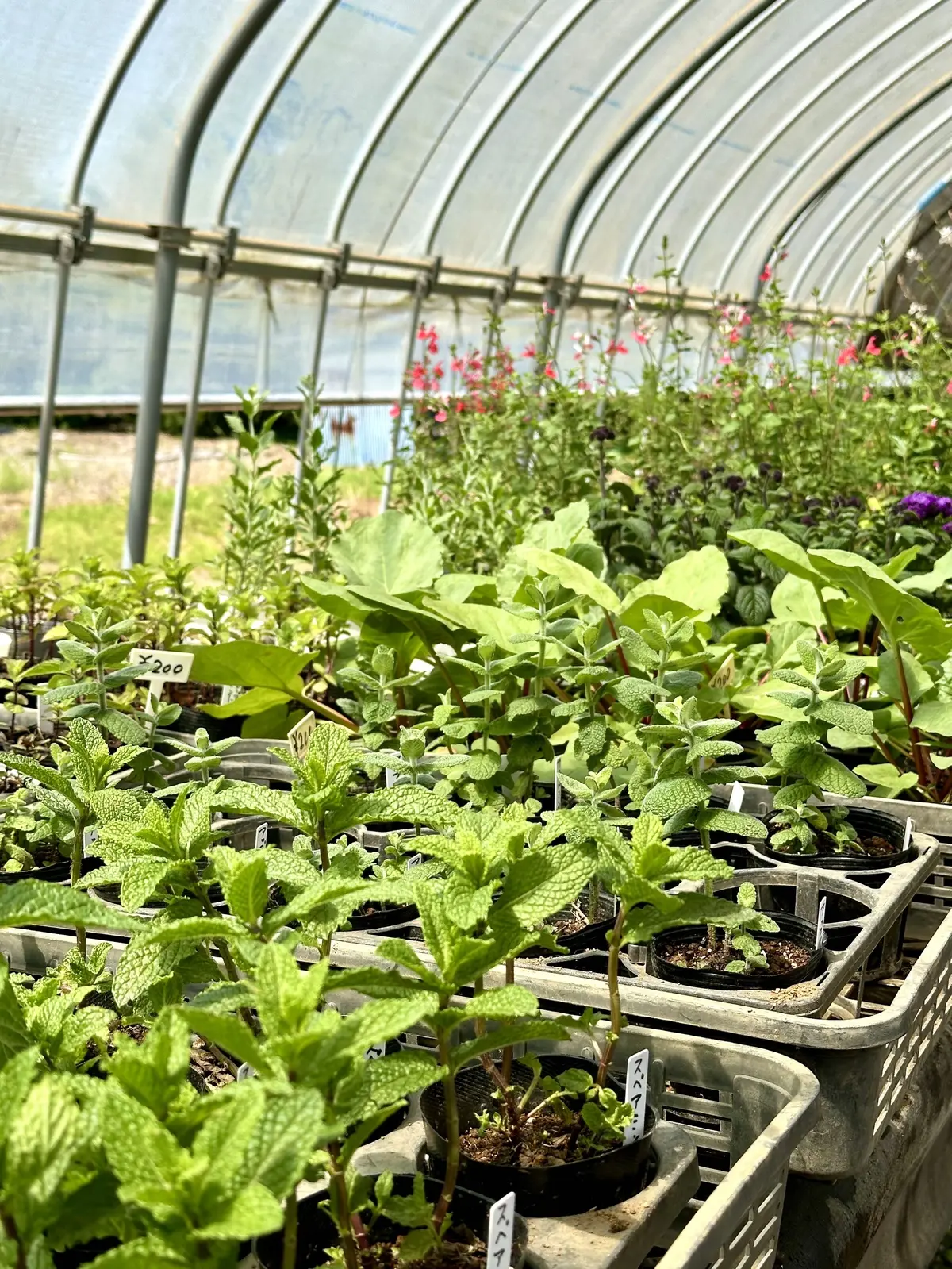 ハーブガーデンで過ごす癒しの時間♡千葉にの画像_21