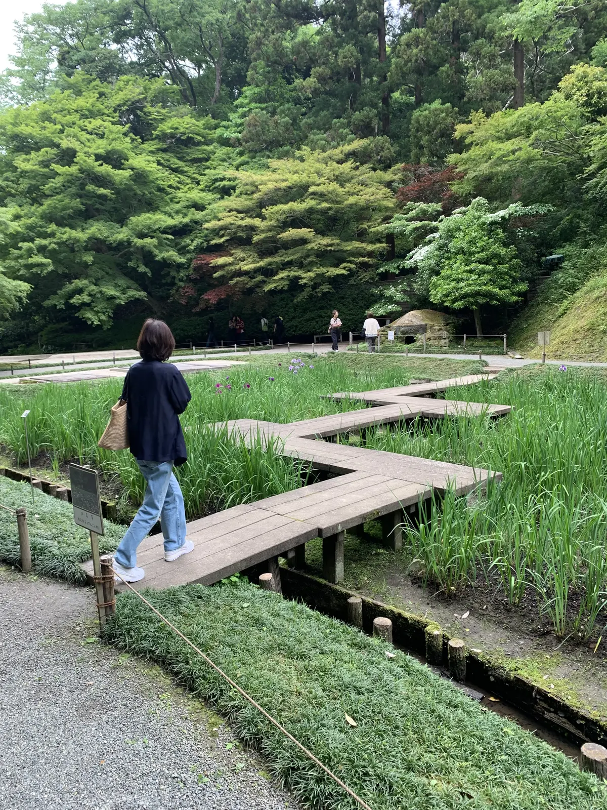 ハナショウブを見る女性