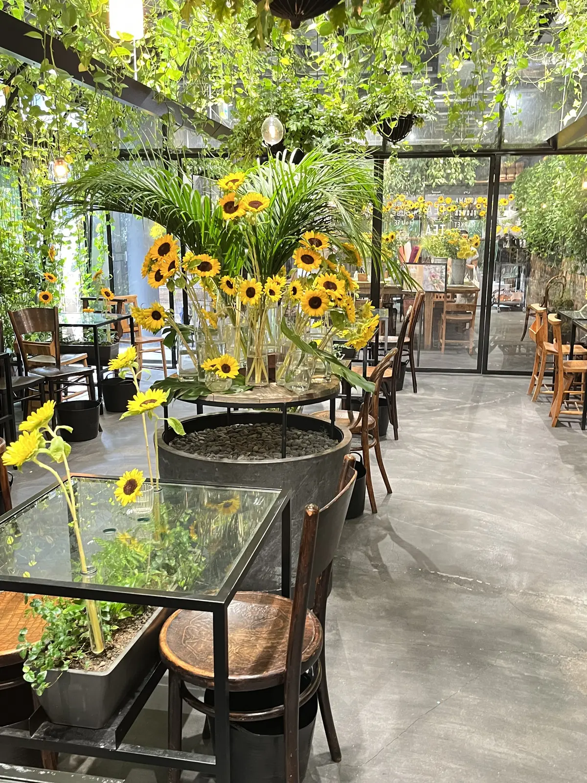 青山でヒマワリを楽しむの画像_3