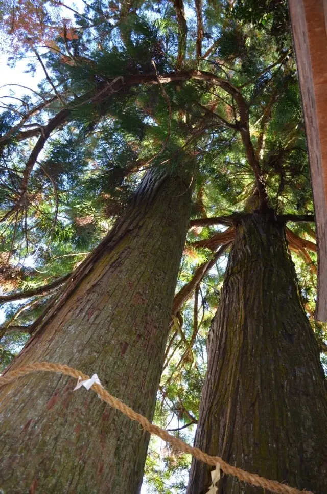 秋を探し求めて…紅葉に大銀杏に、行列の出の画像_7