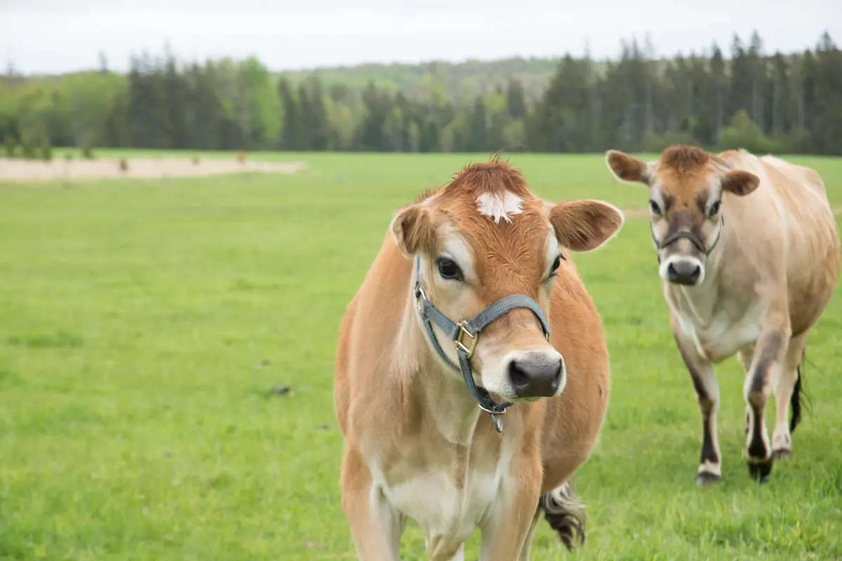世界で一番美しい島、絶景を楽しむドライブの画像_1