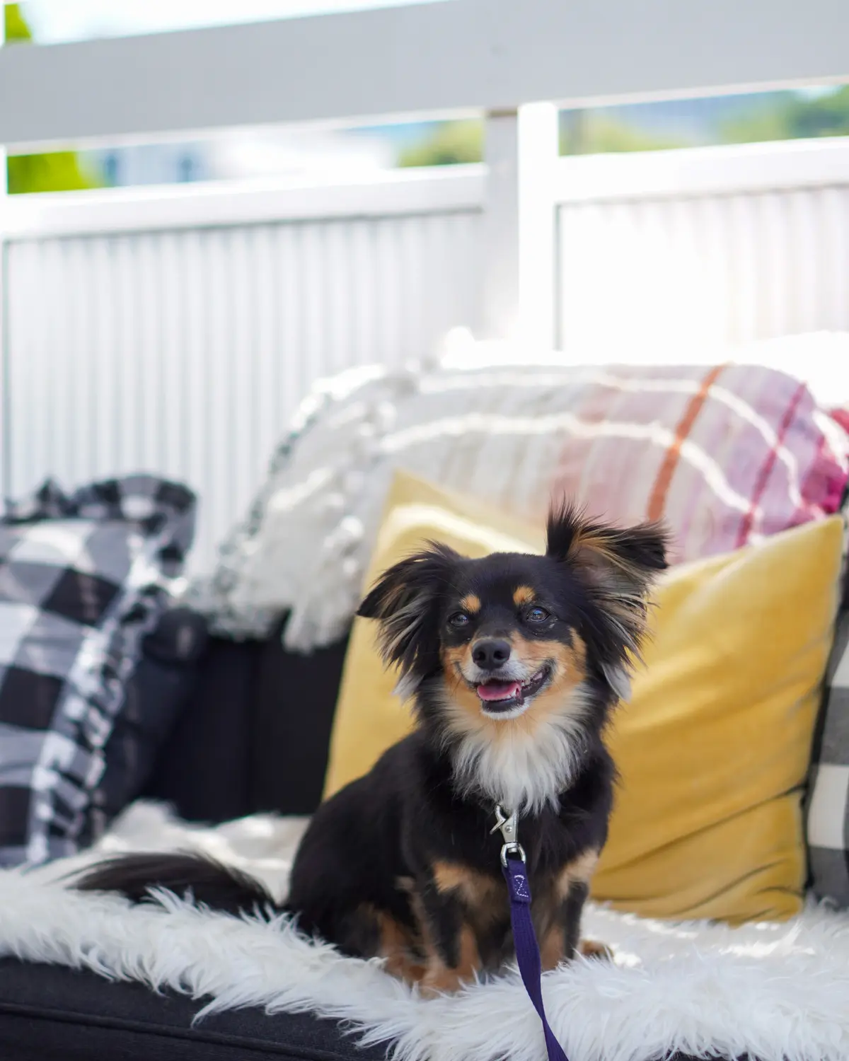 ワンコOK！リゾート感あふれる葉山のお洒の画像_4