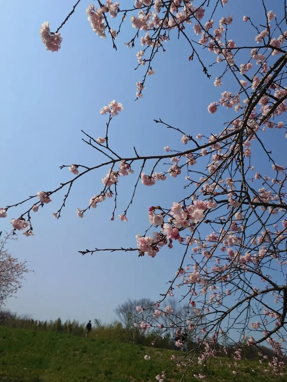 北浅羽桜堤公園