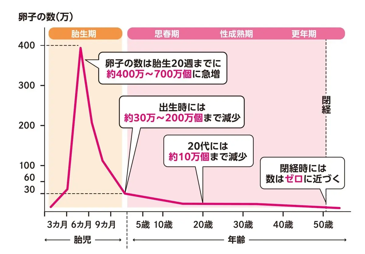 OurAge×Webエクラ　卵子の数
