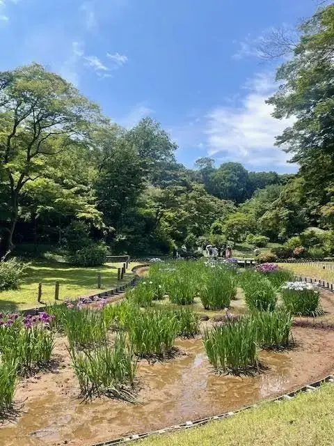 都会の喧騒を忘れさせてくれる、静寂の中に咲く菖蒲の花々。