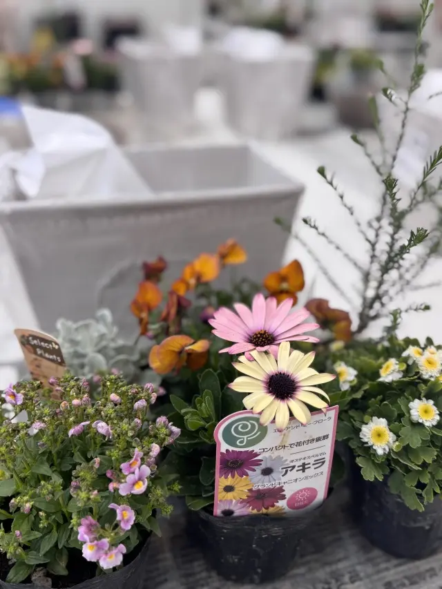 春のお花を手軽に楽しむコンテナガーデン作の画像_3