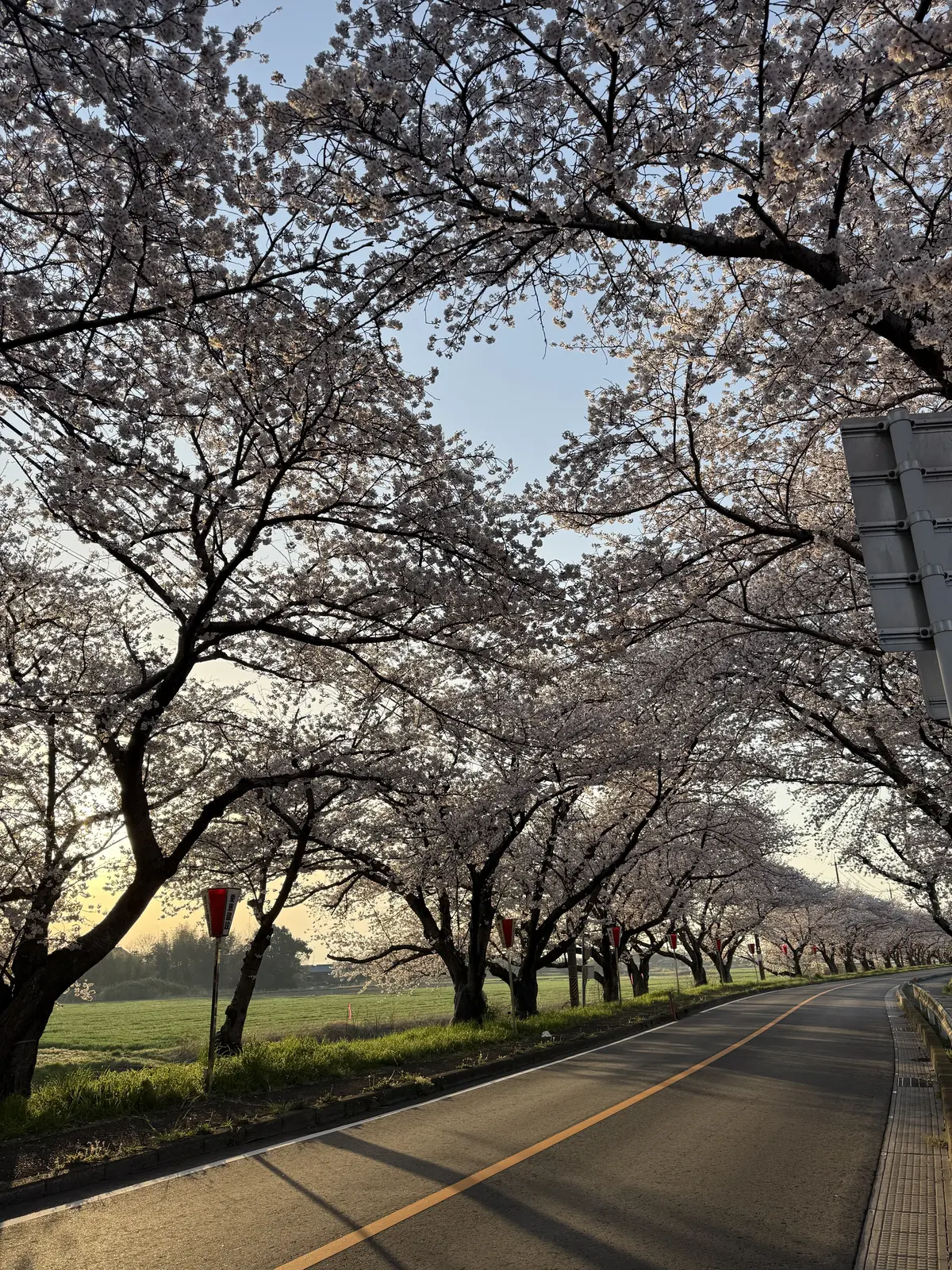世界遺産・吉野の桜の画像_1