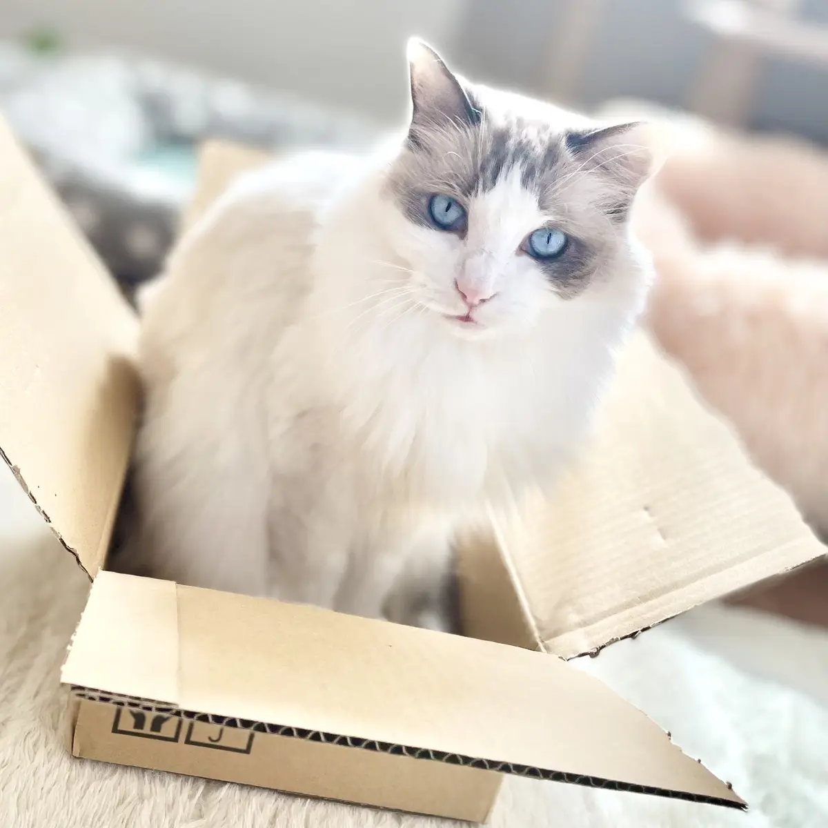 箱に入る上の子