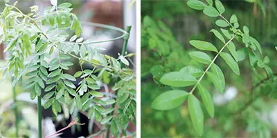 髪も頭皮もノンストレスな白髪ケア「ヘナカの画像_2