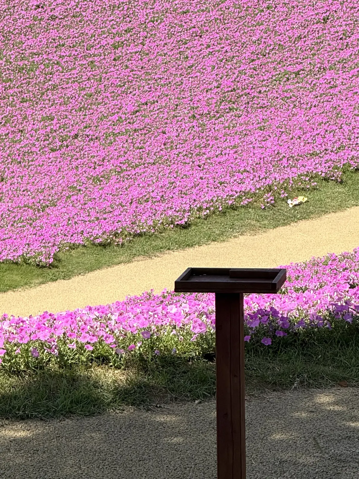 千葉県　観光名所　富津市　マザー牧場　花の谷　桃色吐息　セルフ用カメラ台