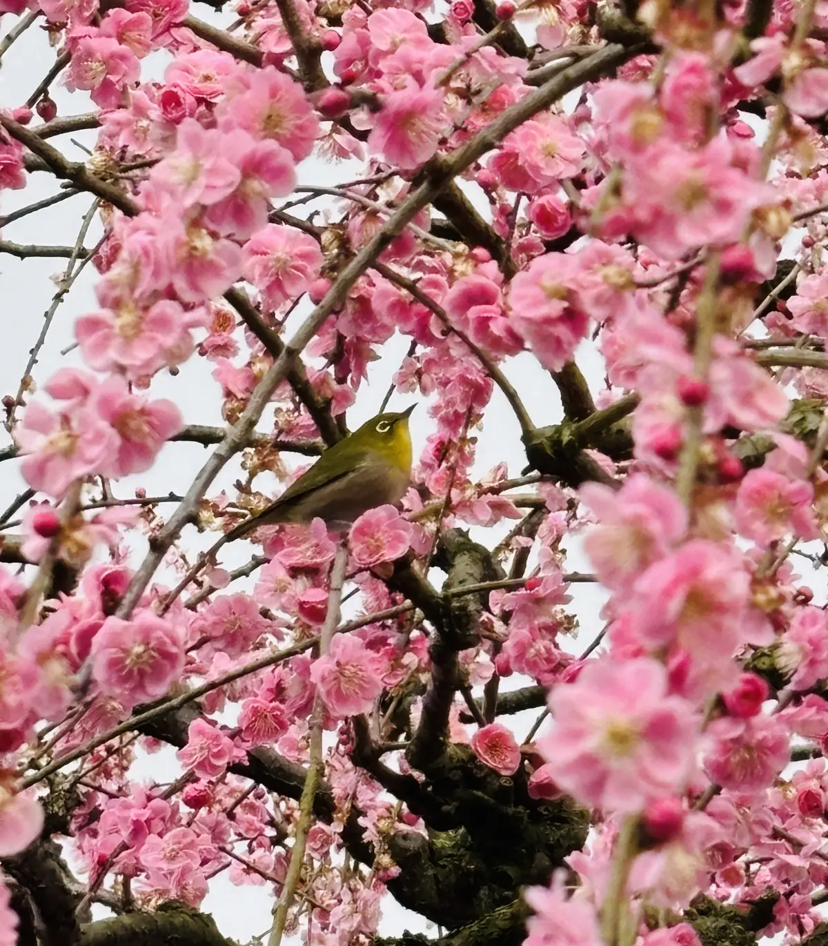 梅の花に圧巻。鈴鹿の森庭園。の画像_2