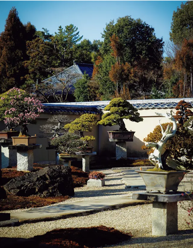 芳春院 盆栽庭園