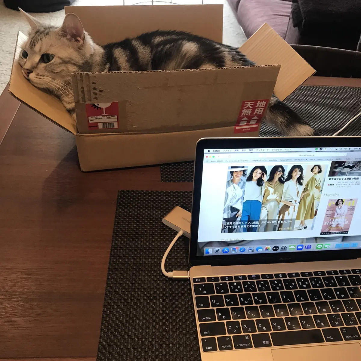 箱にすんなり入るアラン