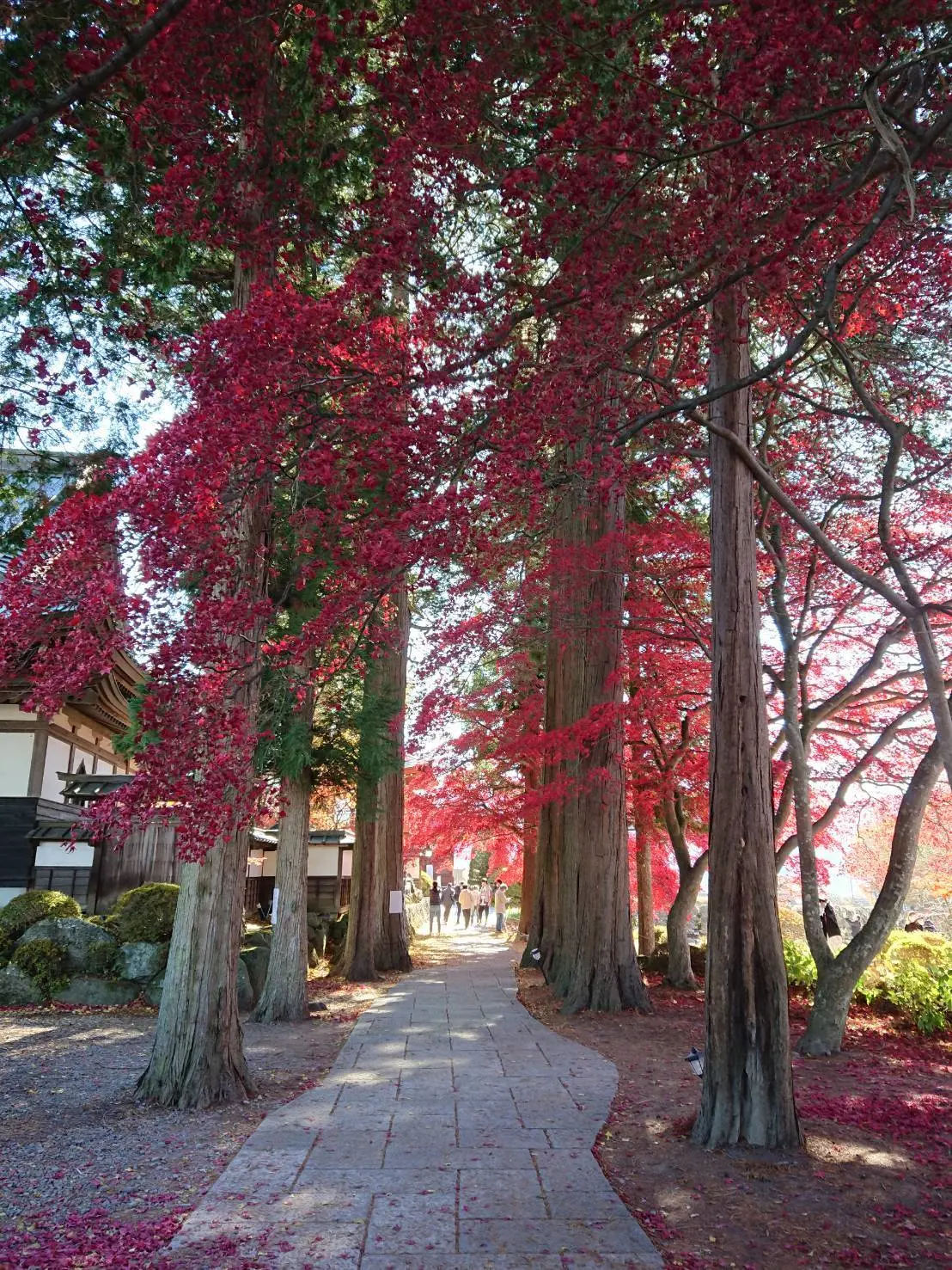 もみじのトンネル 見事な赤に目を奪われます