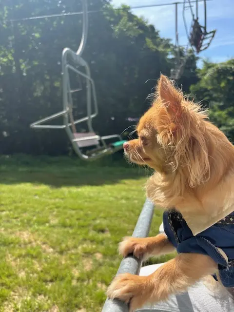 白シャツとデニムでラベンダー畑へ♪の画像_1