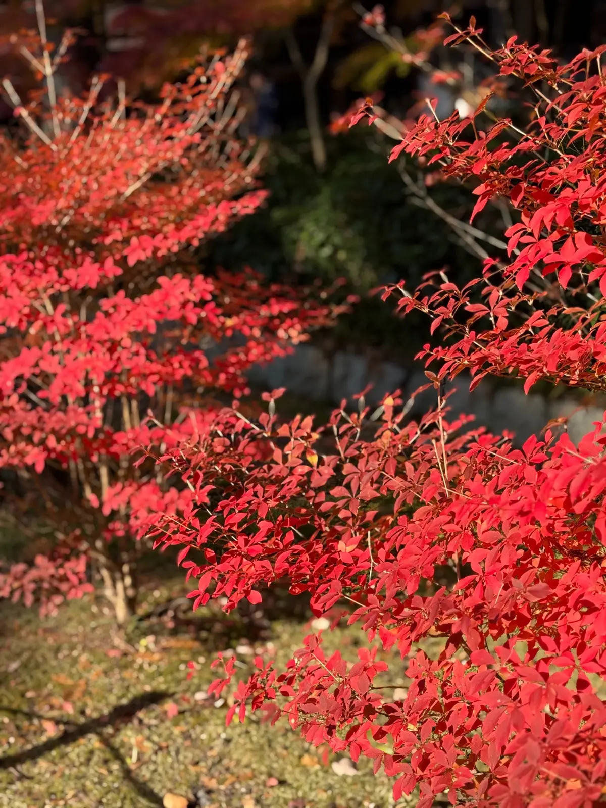 【大人の京都】寺院仏閣とお気に入りの秋のの画像_53