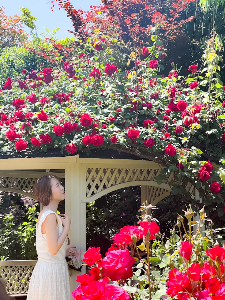 【横浜イングリッシュガーデン】ローズフェの画像_5