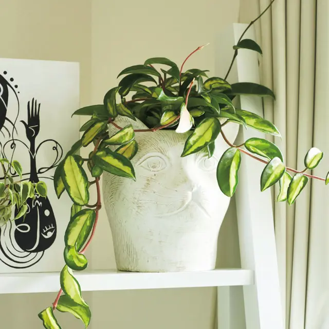 オンラインショップで購入した鉢カバー