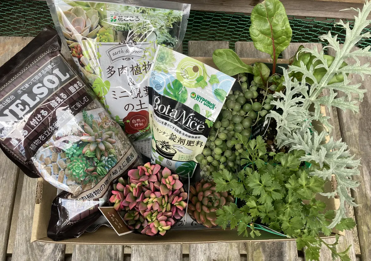 春ですね。お庭にハーブを植えました。の画像_2