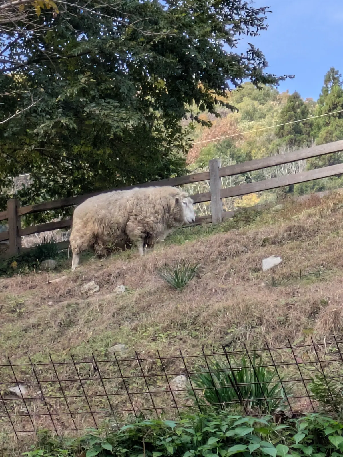 森の中の小さなパン屋さんでブランチデートの画像_11
