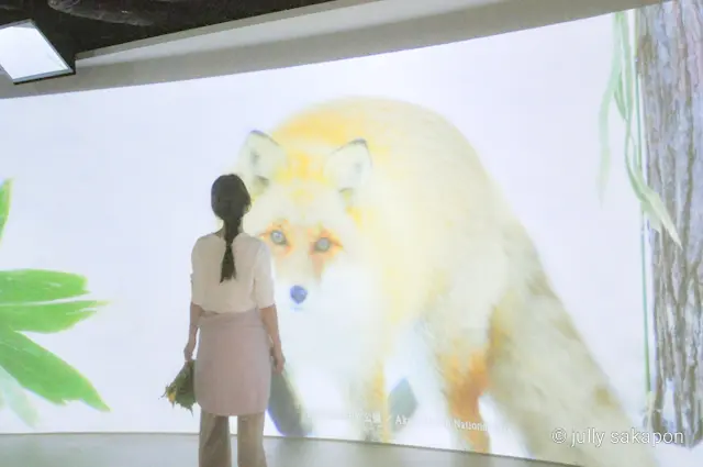 【さかぽんの冒険】プラタナス並木で ほっの画像_22