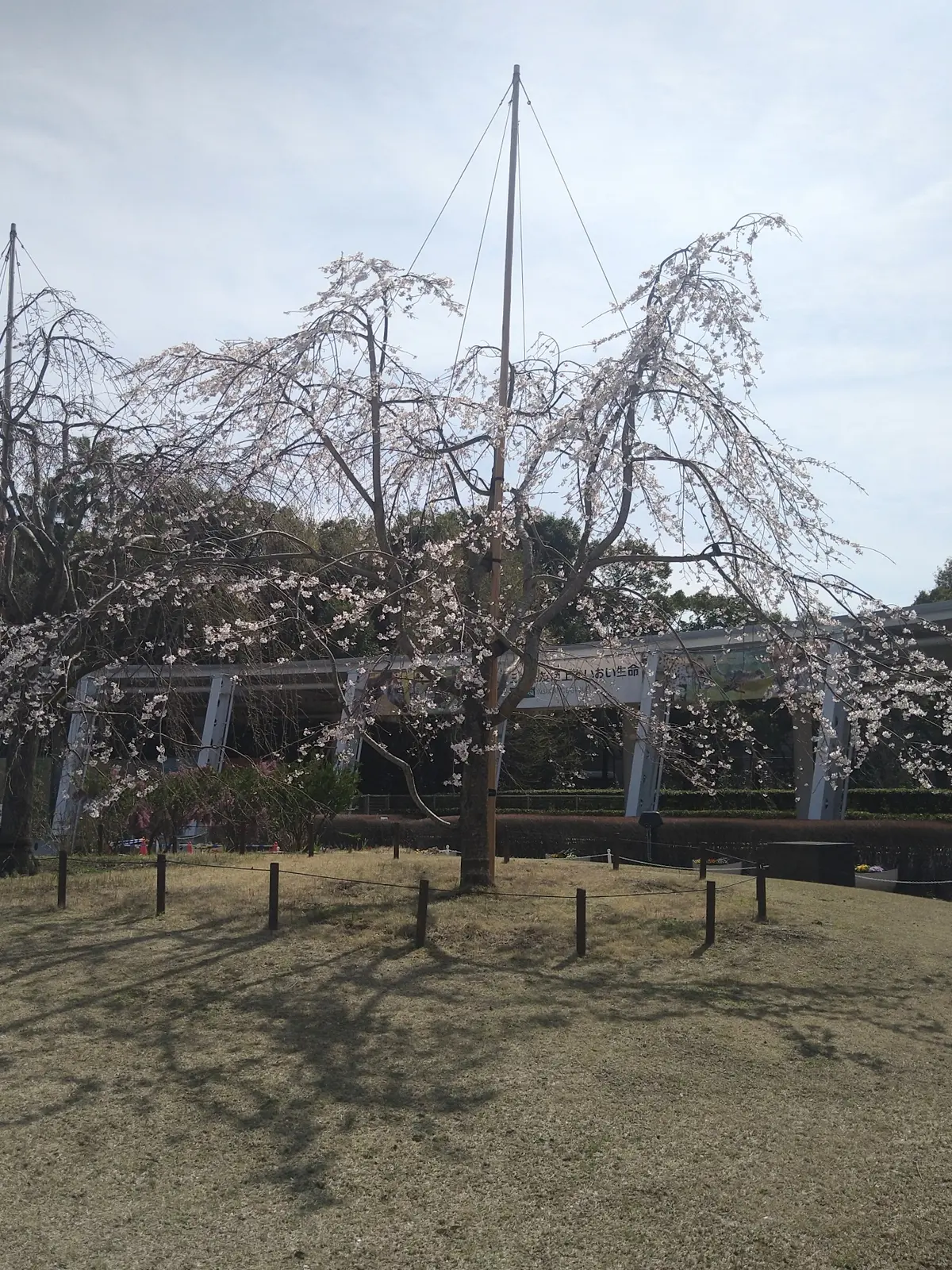ズーラシアの桜