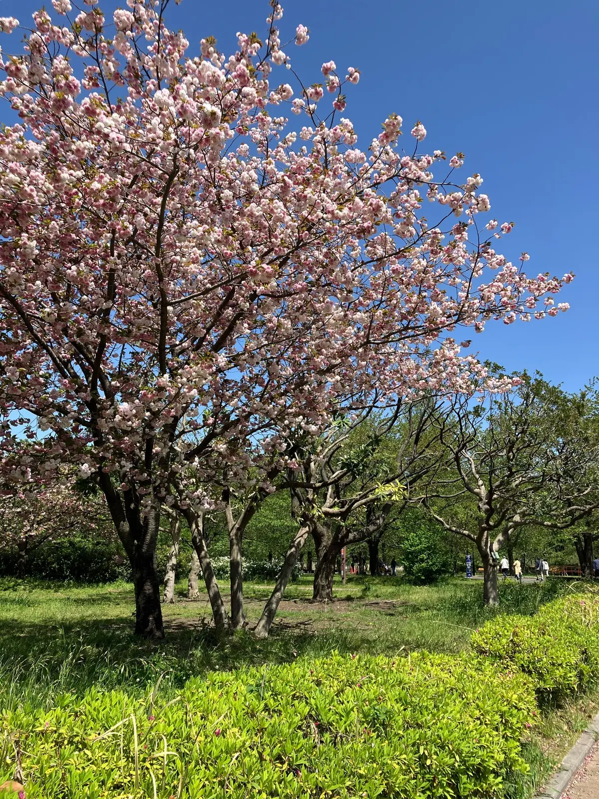 お花見　ネモフィラ　舎人公園　ネモフィラブルー　ネモフィラソフト　お散歩　白スニーカー　GU  ワンピース　都内お散歩　都内のネモフィラ　23区最大のネモフィラ　ブラックワンピース　五分袖ワンピース