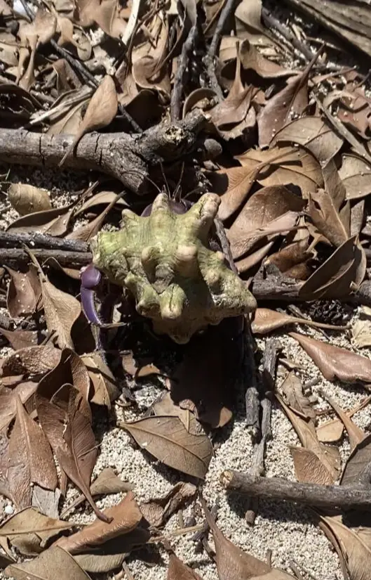 大好きな奄美大島でパワーチャージしてきまの画像_2