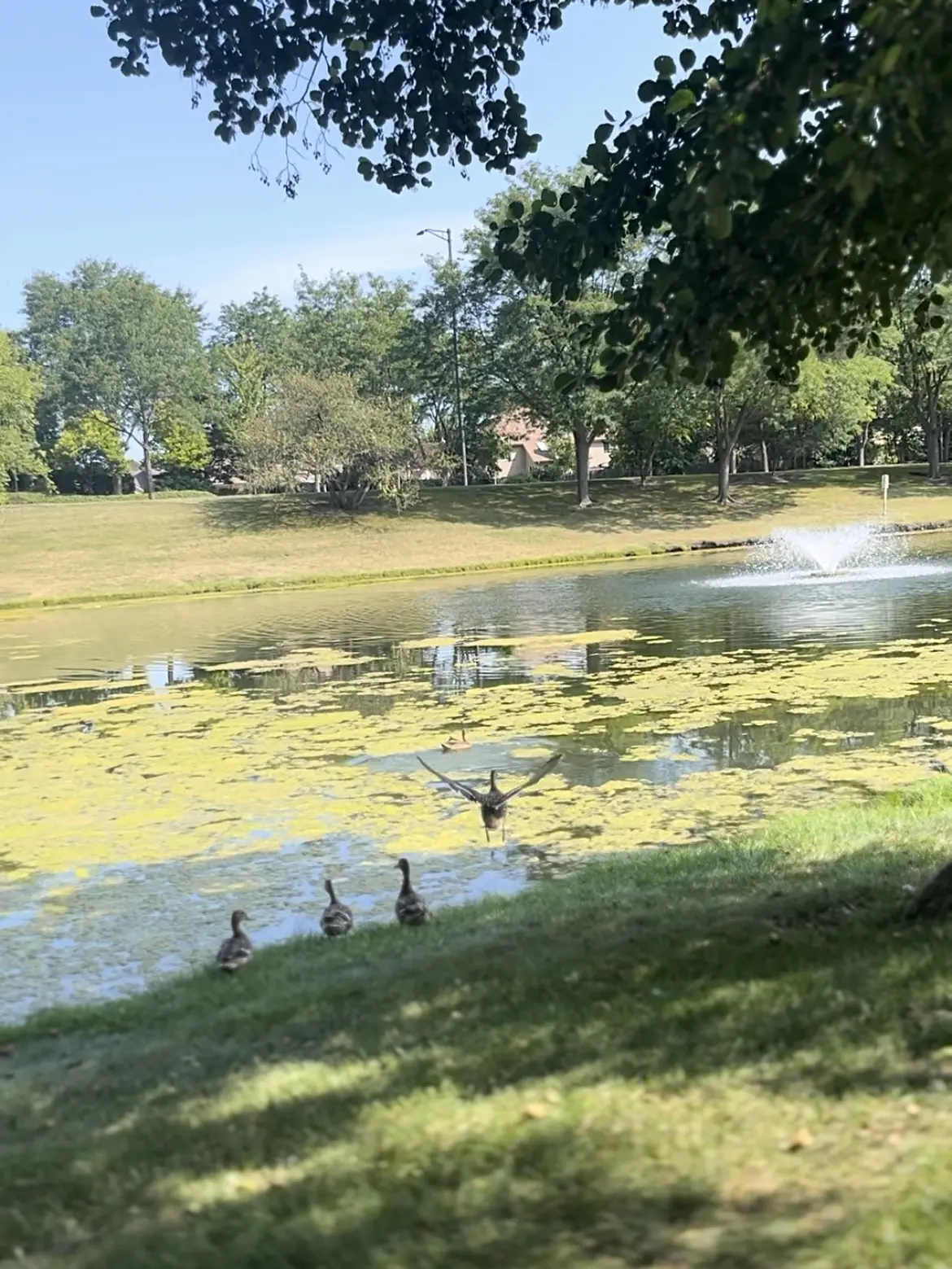 旅するように暮らす②ゆるランinシカゴの画像_9