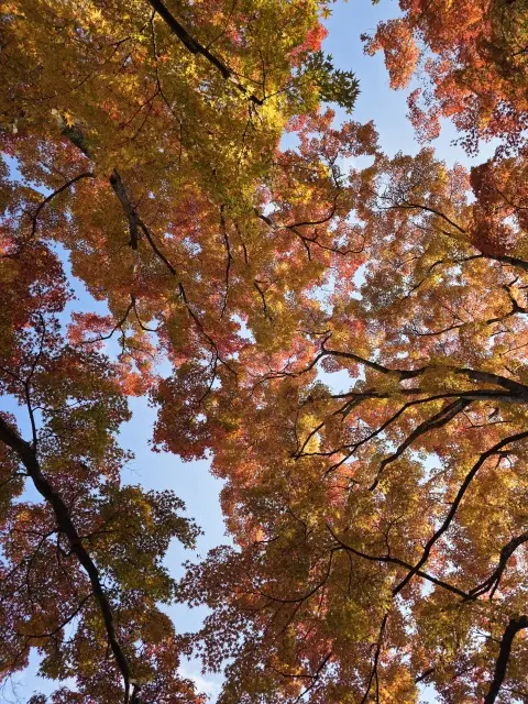 秋の紅葉とランチの画像_2