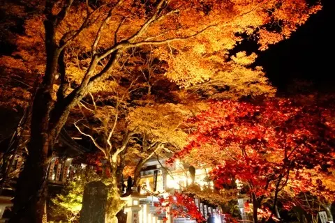想像以上の絶景に出会えた神奈川の紅葉の見の画像_8