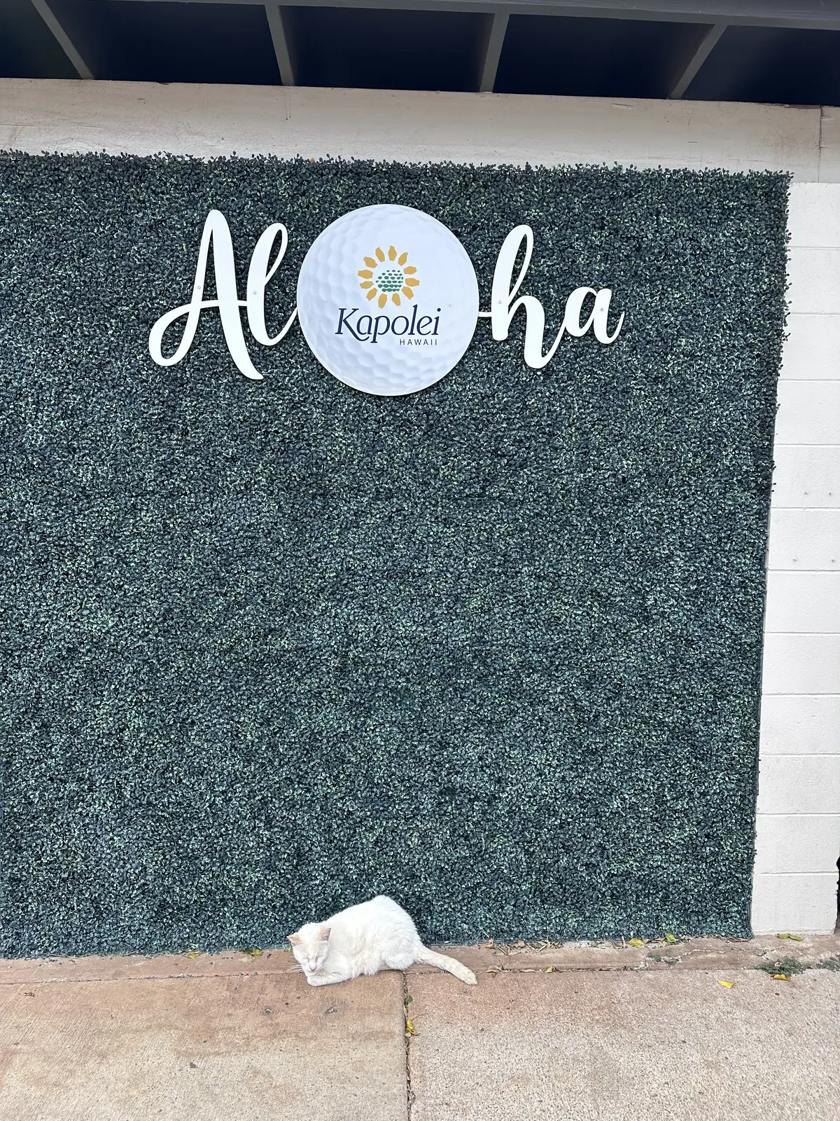 ハワイでのアクティビティの画像_1