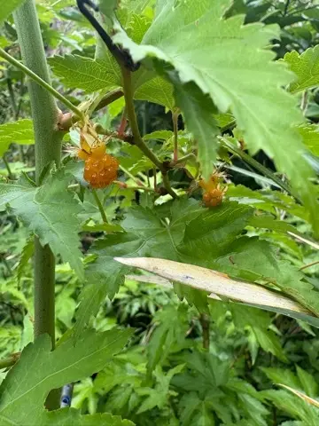 新緑眩しい鎌倉ハイキングに出掛けませんかの画像_14