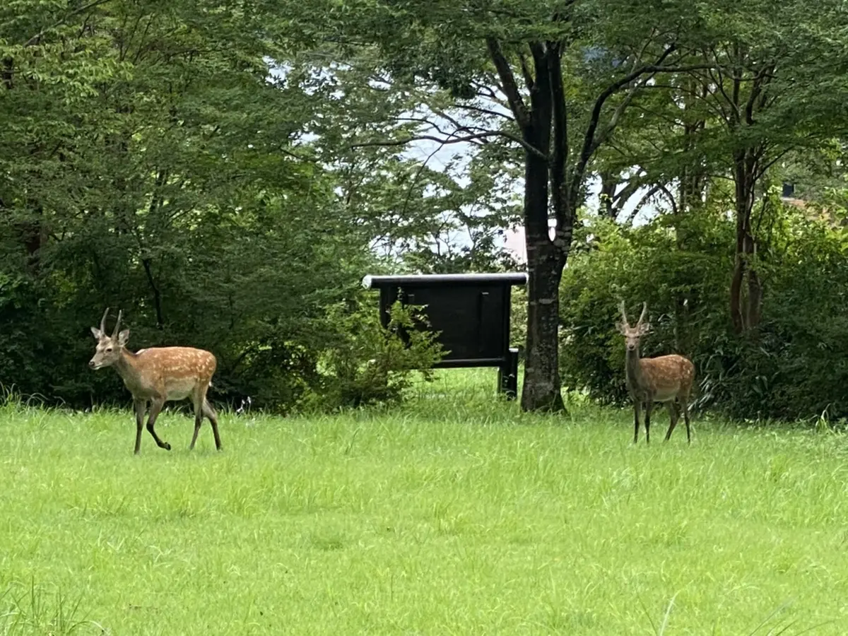 箱根でサクッとプチピクニック♪の画像_3