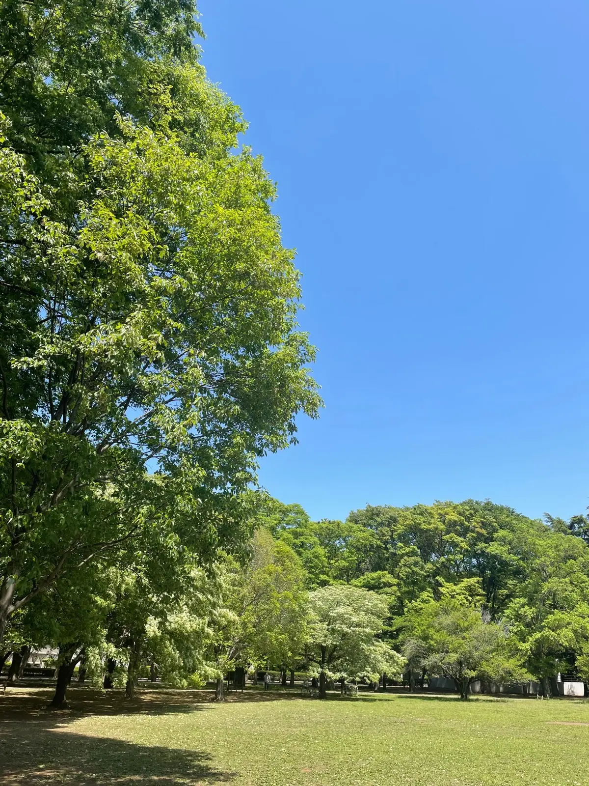 砧公園その②