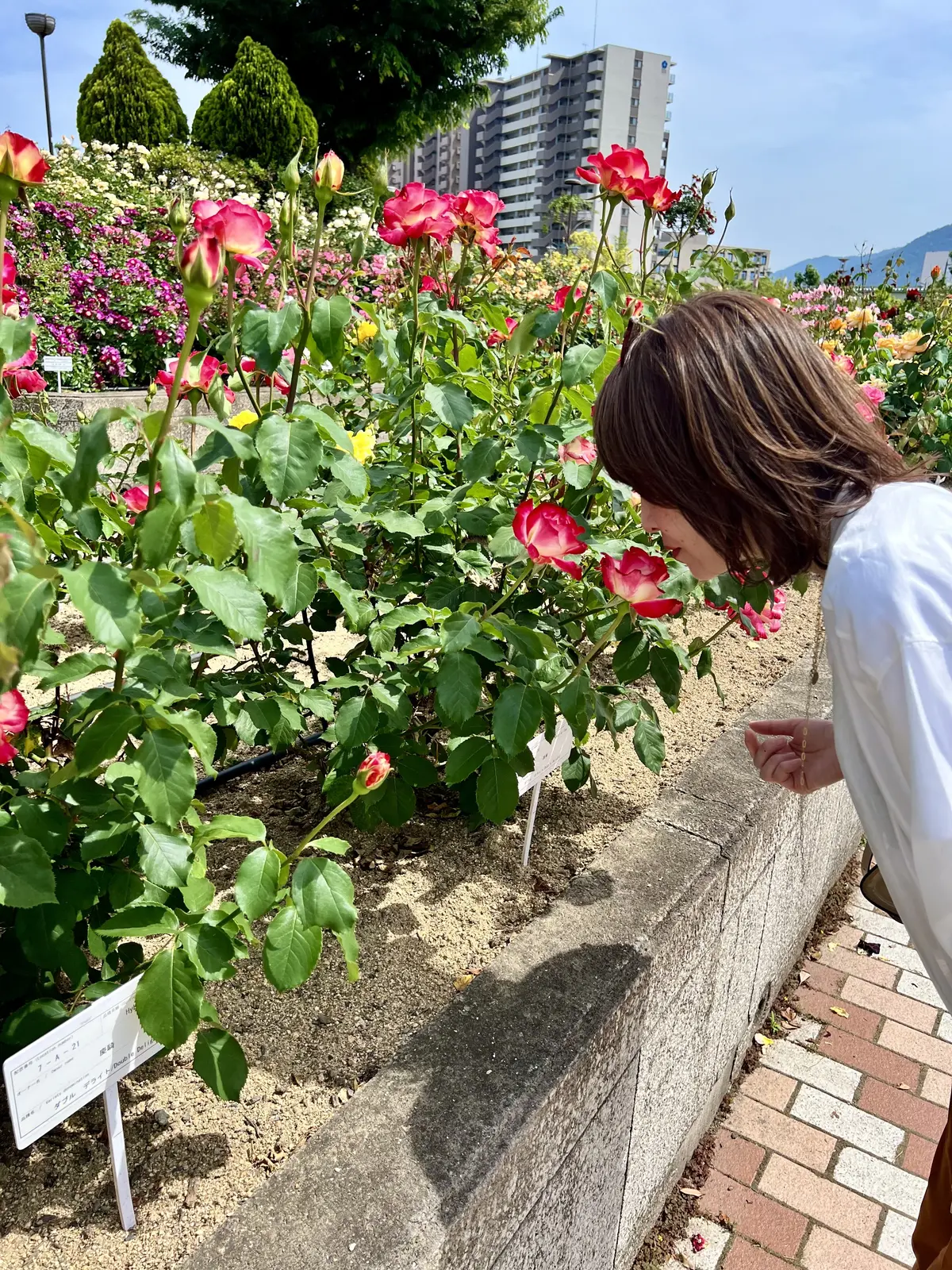 バラが美しい季節ですね〜バラの街 福山〜の画像_3