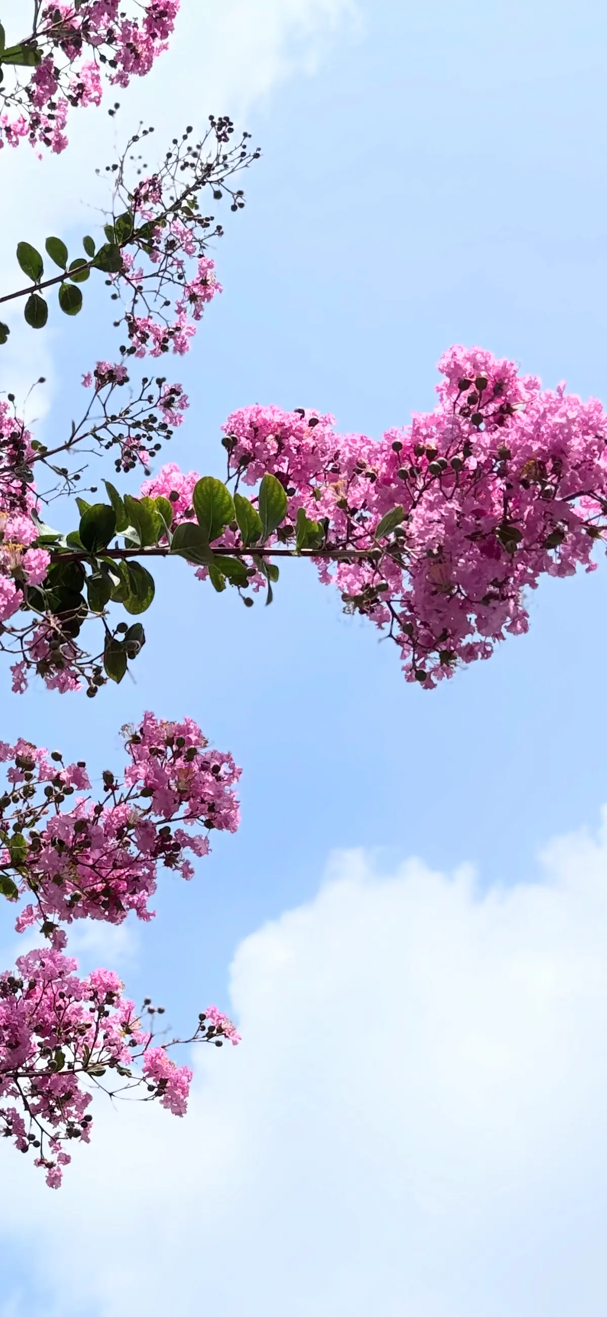 ピンク色　ピンク　サルスベリ　百日紅　夏の空