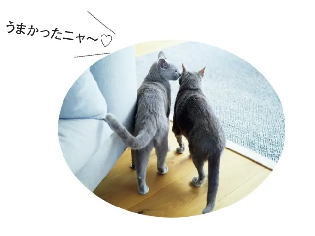 【あの人の溺愛ねこ図鑑 第18回】ukaの画像_2