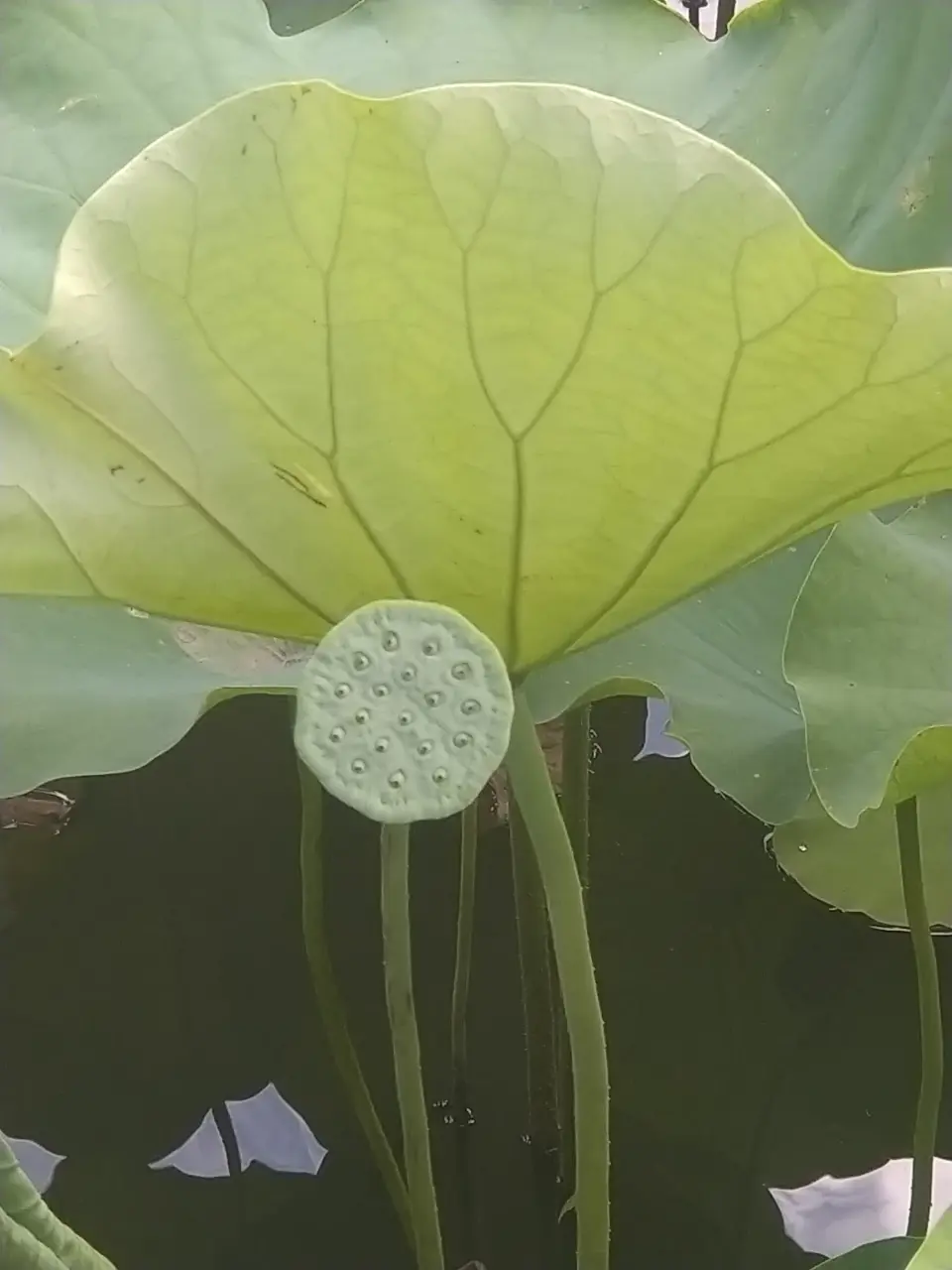 蓮の花の花托