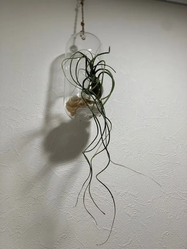 インドアグリーン　グリーン　グリーンインテリア