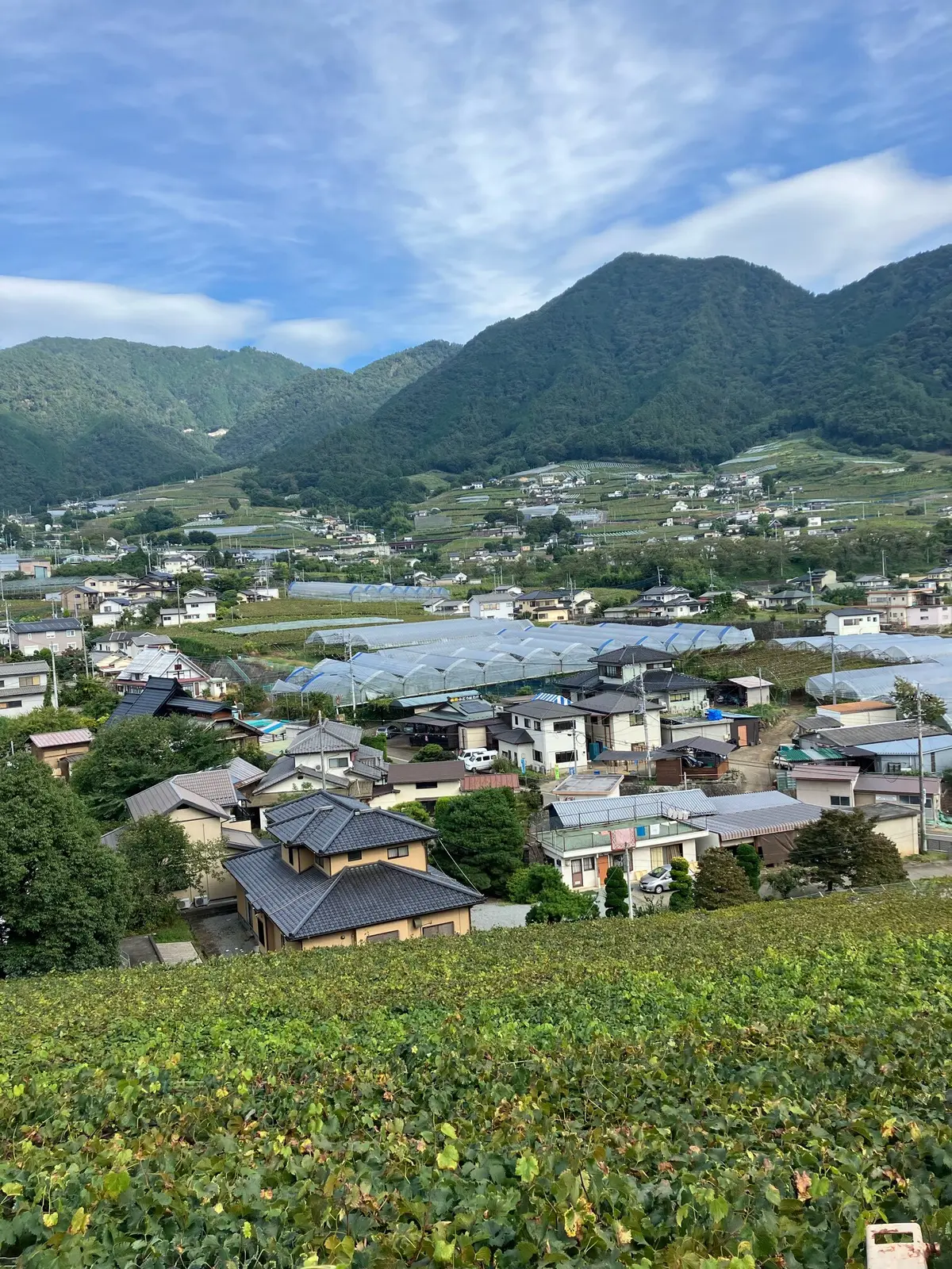 勝沼ぶどう郷　勝沼ワイナリー　ワインテイスティング　山梨　日帰り旅行　
ワンデートリップ　ソロ活　おひとりさま　エクラ　jマダム ぶどうの丘　ワインカーヴ　タートヴァン
