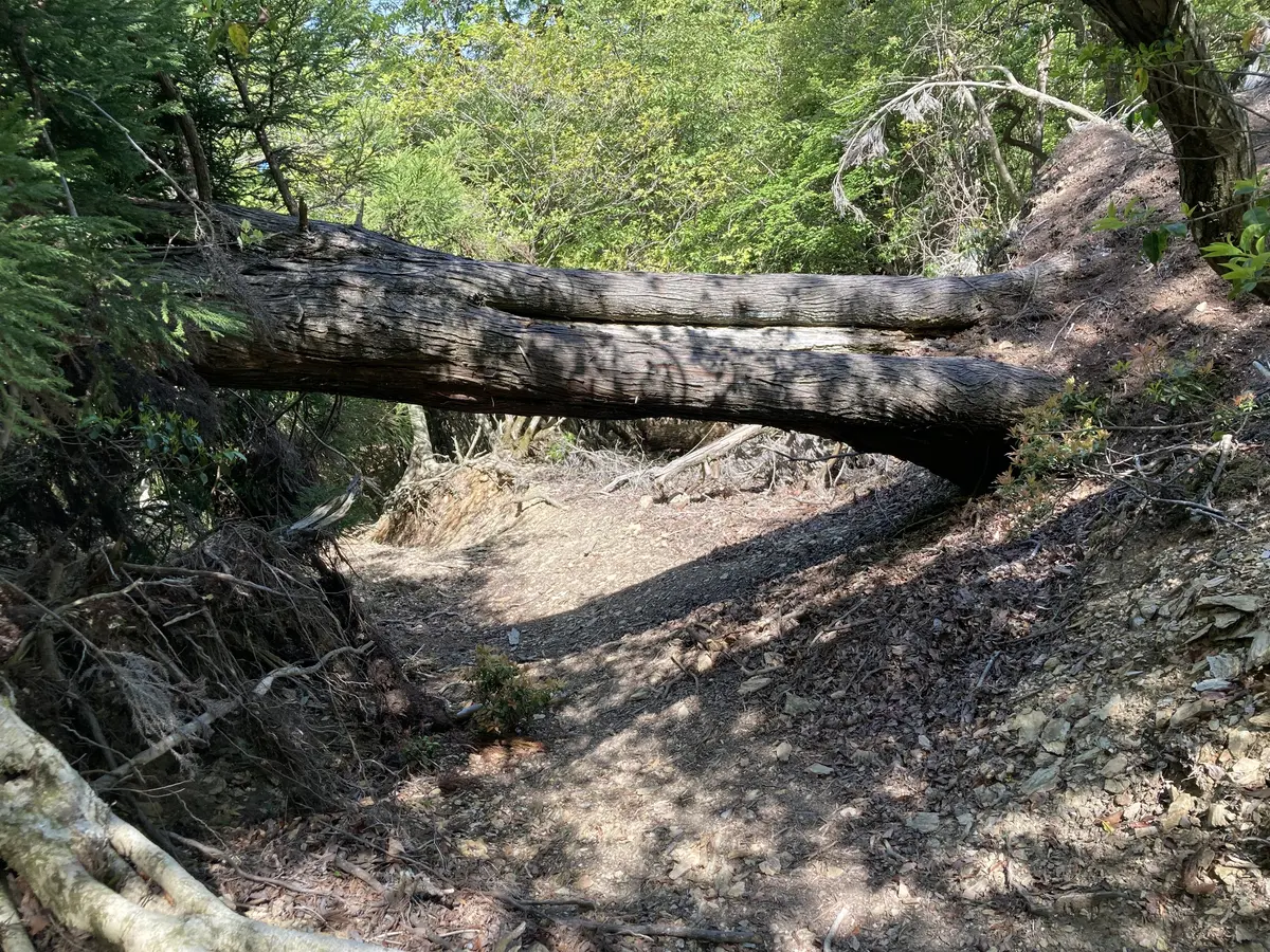 新緑の季節、京都愛宕山に登ってきました。の画像_2