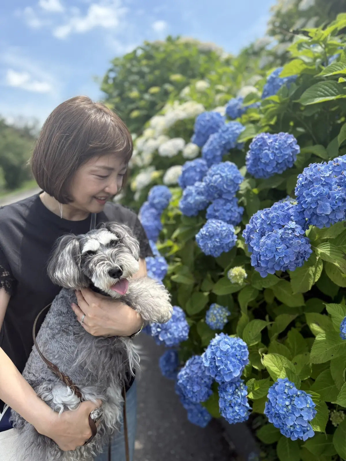 梅澤千佳子　マザー牧場　紫陽花