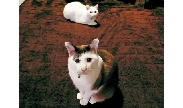 【あの人の溺愛ねこ図鑑 第11回】和田ラの画像_5