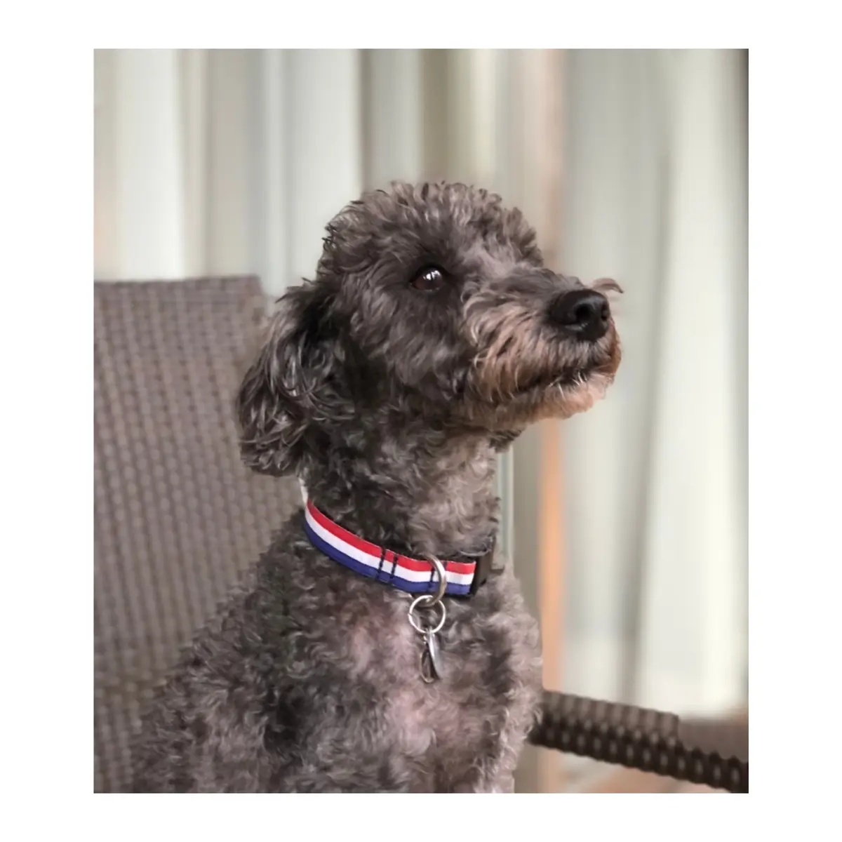 フラワーサロンの看板dog